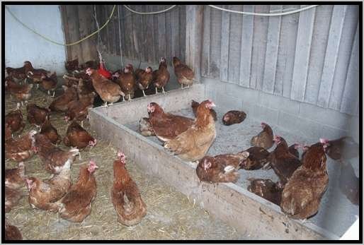 befestigtervorplatzwinterauslaufeinstreuscharrraum13.jpg