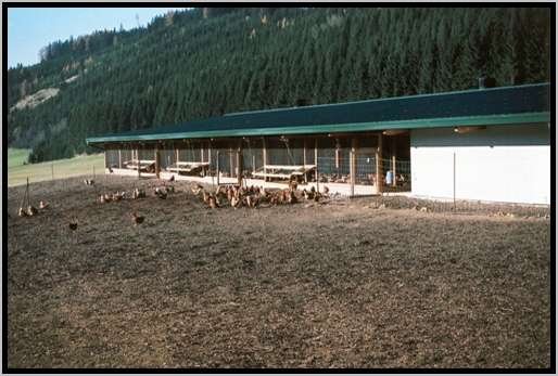 grnauslaufstallnaherbereich2.jpg