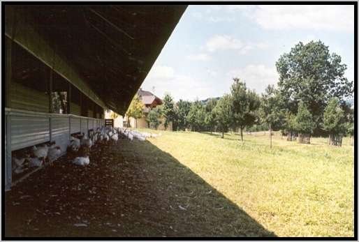 auslaufffnungentunnelstallberganggrnauslauf2.jpg