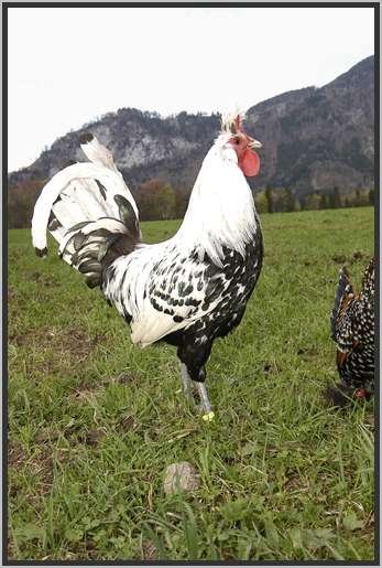 appenzellerspitzhaubenhahn4.jpg