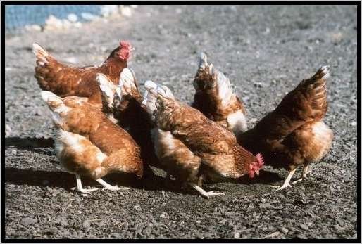 futterundobjektpicken4.jpg