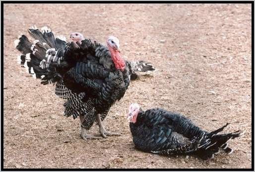 balzenducken.jpg