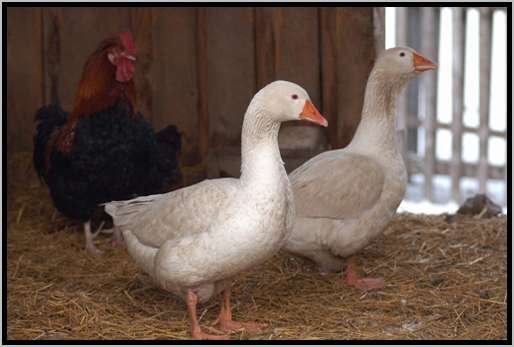 hausgansanseranserfdomestica.jpg