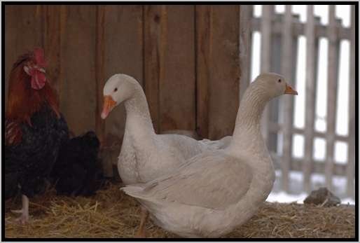 hausgansanseranserfdomestica2.jpg