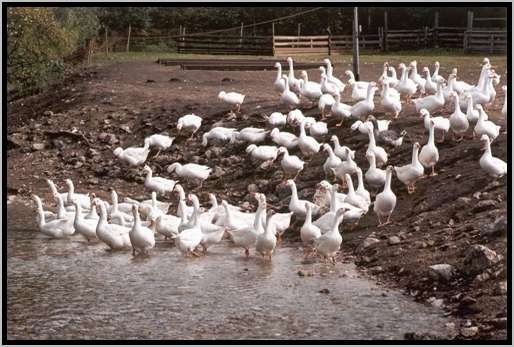 wasserzuganguferbereichfliegewsser.jpg