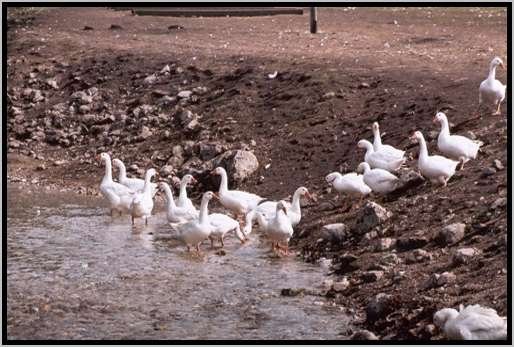 wasserzuganguferbereichfliegewsser2.jpg