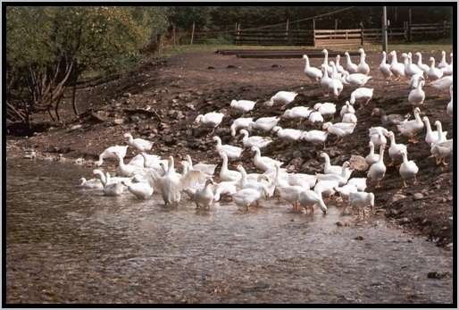 wasserzuganguferbereichfliegewsser3.jpg