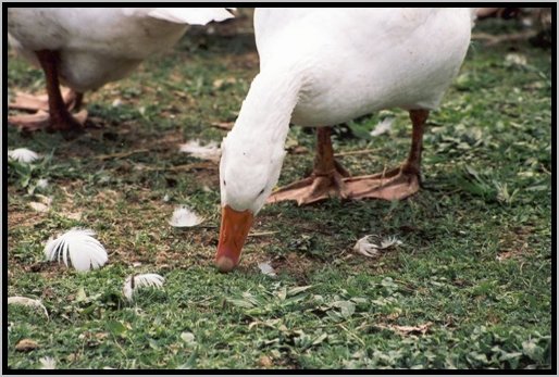 futteraufnahmeaufderweide3.jpg