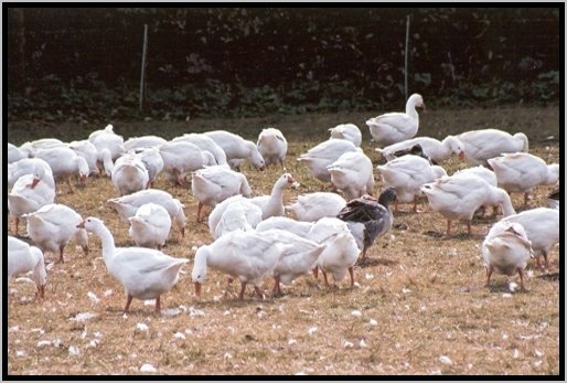 futteraufnahmeaufderweide4.jpg
