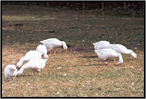 futteraufnahmeaufderweide5.jpg