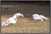 futteraufnahmeaufderweide5_small.jpg