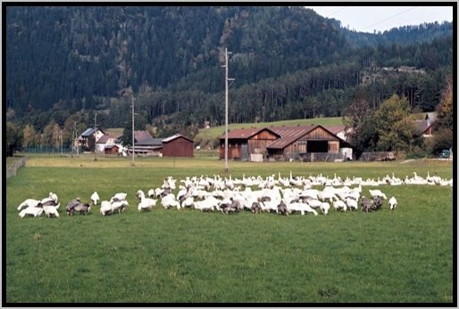 futteraufnahmeaufderweide6.jpg
