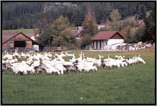 futteraufnahmeaufderweide7.jpg