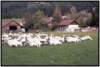 futteraufnahmeaufderweide7_small.jpg