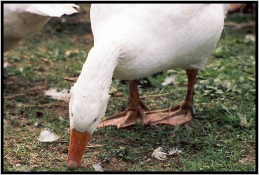 futteraufnahmeaufderweide8.jpg