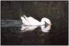 trinkenschwimmen_small.jpg