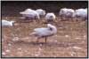 gefiederpflegeanland3_small.jpg