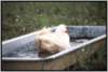 gefiederpflegewasserwanne3_small.jpg