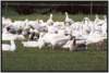 gnsegruppe7_small.jpg