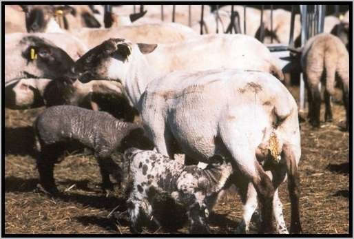 muttershaflmmersugen3.jpg