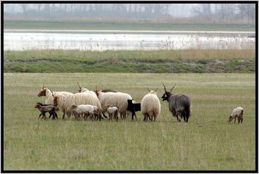 mutterschafherdeweidezackelschaf27.jpg