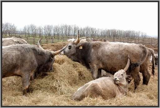 ganzjhrigefreilandhaltungextensivsteppenrind11.jpg