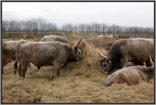 ganzjhrigefreilandhaltungextensivsteppenrind12.jpg