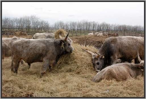 ganzjhrigefreilandhaltungextensivsteppenrind13.jpg