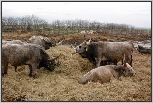 ganzjhrigefreilandhaltungextensivsteppenrind14.jpg