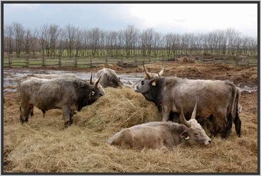 ganzjhrigefreilandhaltungextensivsteppenrind15.jpg