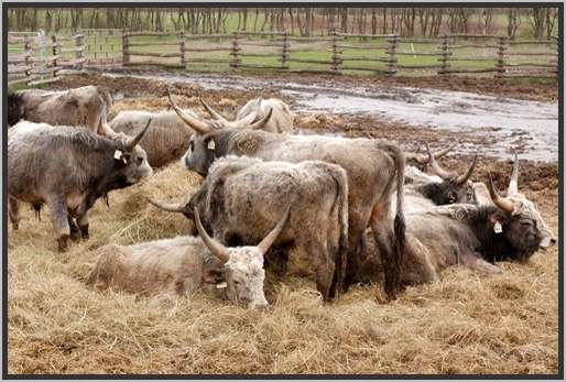 ganzjhrigefreilandhaltungextensivsteppenrind5.jpg