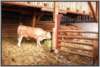offenfronttretmiststalllaufhofunberdachtberdachterfressplatz9_small.jpg