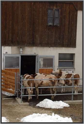 befestigterauslauf.jpg