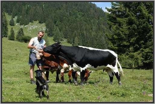 menschtieralmpinzgauer4.jpg