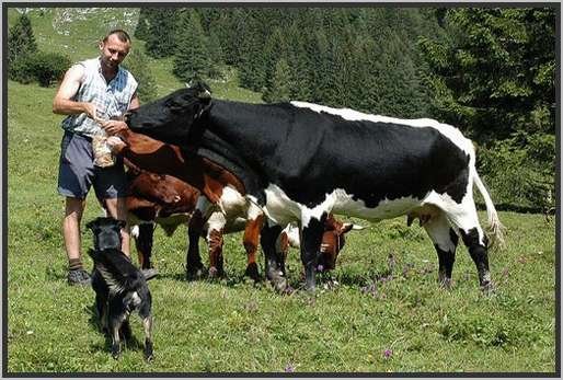 menschtieralmpinzgauer5.jpg