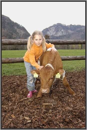 menschtierkindpinzgauerstierkalbauslauf.jpg