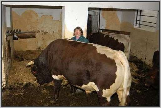 menschtierlaufstallpinzgauer15.jpg