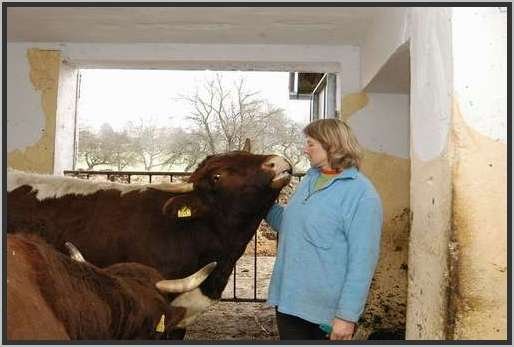 menschtierlaufstallpinzgauer18.jpg