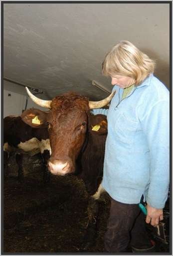 menschtierlaufstallpinzgauer22.jpg