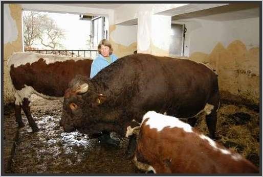 menschtierlaufstallpinzgauer4.jpg