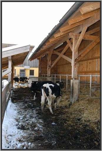 liegeboxenlaufstalltiefboxenimfreienholsteinfriesian.jpg