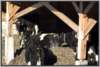 offenfronttretmistsystemholsteinfriesian113_small.jpg