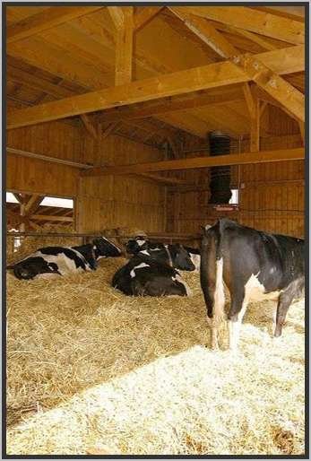 offenfronttretmistsystemholsteinfriesian37.jpg