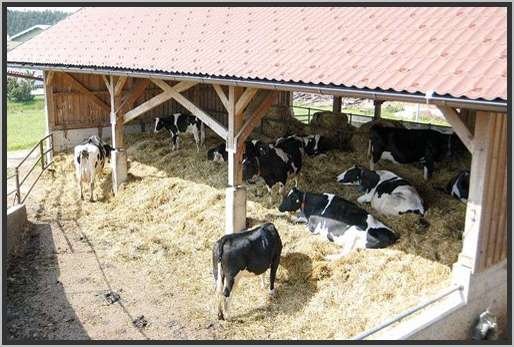 offenfronttretmistsystemholsteinfriesian63.jpg