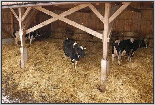 offenfronttretmistsystemholsteinfriesian74.jpg