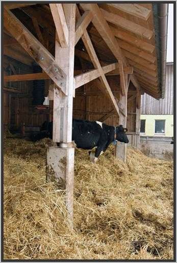 offenfronttretmistsystemholsteinfriesian75.jpg