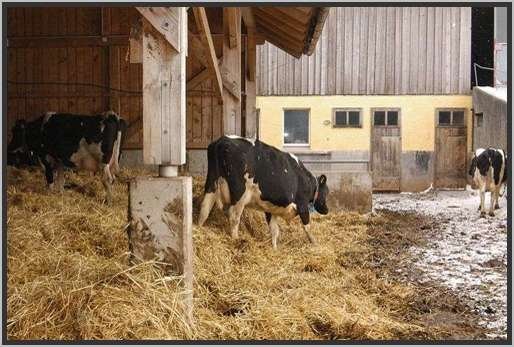 offenfronttretmistsystemholsteinfriesian78.jpg