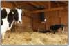 offenfronttretmistsystemholsteinfriesian82_small.jpg