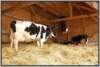 offenfronttretmistsystemholsteinfriesian84_small.jpg