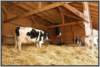 offenfronttretmistsystemholsteinfriesian85_small.jpg